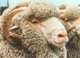 Ovis aries (sheep)